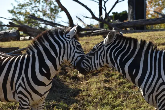 Casino Sticky Wilds Support